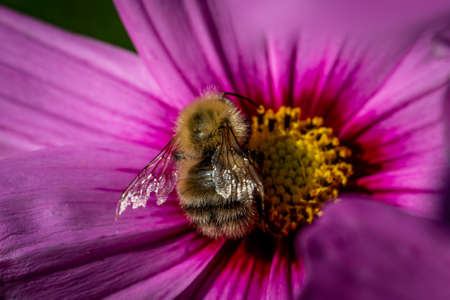 A close up of a common carder bee perched on a cosmos flower in late summerの写真素材