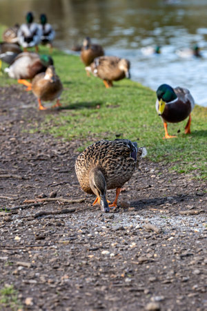 A duck pecking at food on a riverbank, with a shallow depth of fieldの写真素材