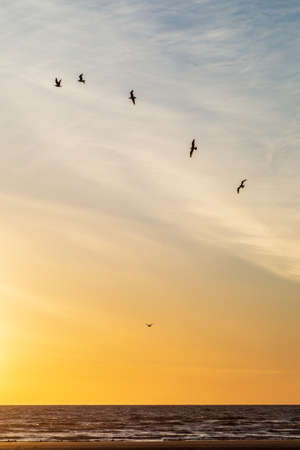 Looking out to sea at sunset, with birds in flightの写真素材