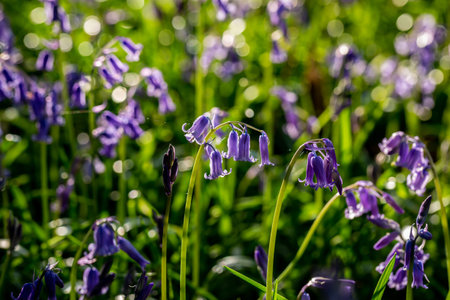 Bluebells in woodland in Sussex on a sunny spring day