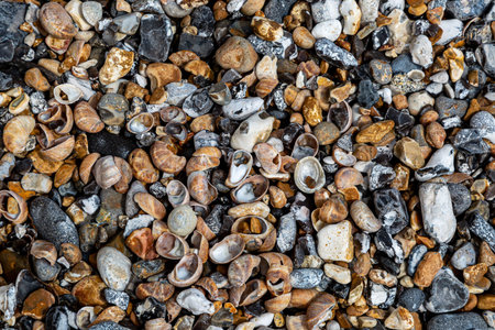 Looking down at shells and pebbles on a Sussex beach