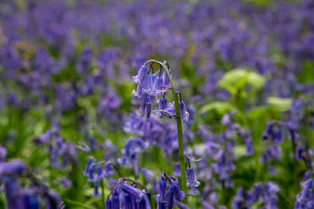 A close up of a bluebell flower, with a shallow depth of fieldの写真素材