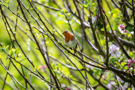 A robin perched in an apple tree in spring timeの写真素材