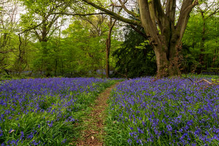 A pathway through a bluebell woodの写真素材