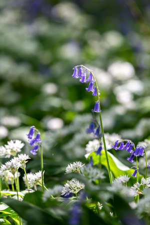 Sunlight shining on wild garlic and bluebell flowers in springの写真素材