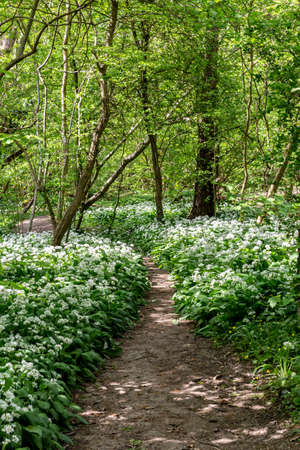 A view along a pathway in woodland, with an abundance of wild garlic growingの写真素材