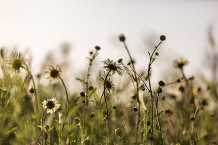 Oxeye daisy flowers in the Sussex countryside on a sunny spring evening