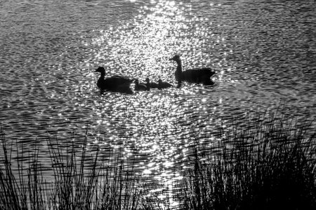 Evening light shining on a goose and goslings swimming in a lakeの写真素材