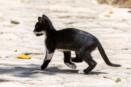 A Black and White Kitten in Northern Cyprusの写真素材