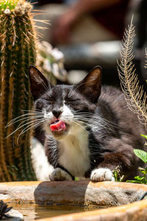 A close up of a black and white cat having a drink from a water fountain in Northern Cyprusの写真素材