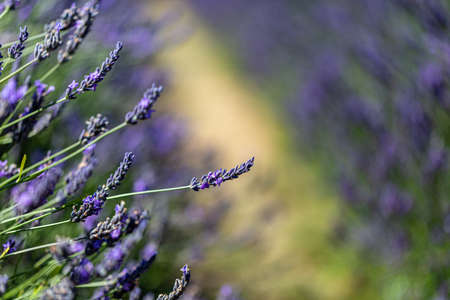Lavender flowers in summer, with a shallow depth of fieldの写真素材