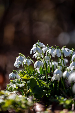 A cluster of snowdrops growing in the late winter sunshineの写真素材