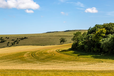Looking out over fields of cereal crops growing in the South Downs on a summer's day