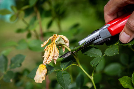 A man deadheading a rose bush in summertime