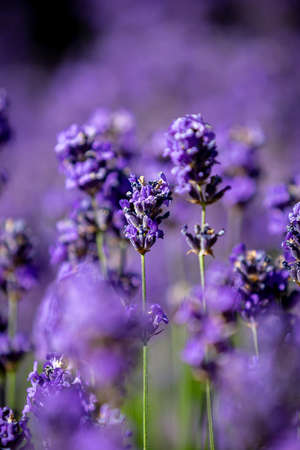 Lavender flowers on a sunny summer's dayの写真素材