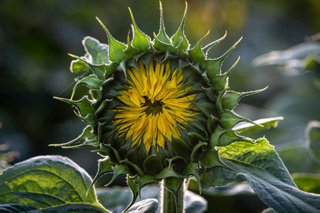 A deveping sunflower bud on a summers eveningの写真素材