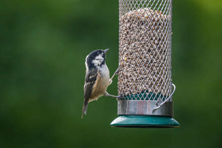 A periparus ater, commonly known as a coal tit, in a Sussex garden in summertimeの写真素材