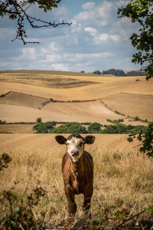 A calf in the Sussex countryside on a sunny summer's dayの写真素材
