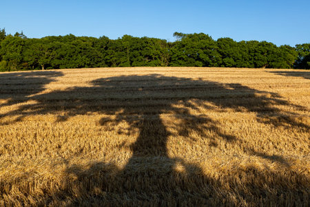A tree shadow in a field, on a sunny evening