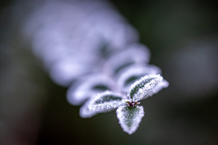 A close up of ice crystals on leaves, on a cold winters morningの写真素材
