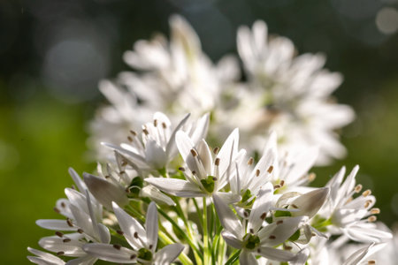 A close up of wild garlic flowers in the spring sunshineの写真素材