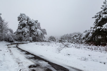 Snow in the Ashdown Forest in Sussex on a December dayの写真素材