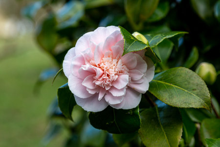 A pretty flower on the evrgreen Camellia Japonica shrub, with focus on foregroundの写真素材