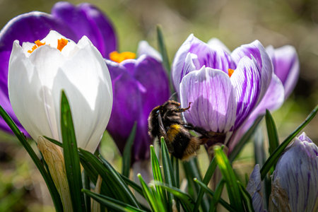 A Bee on a Crocus on a Sunny March Dayの写真素材