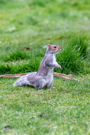 A grey squirrel in a Sussex garden, with a shallow depth of fieldの写真素材