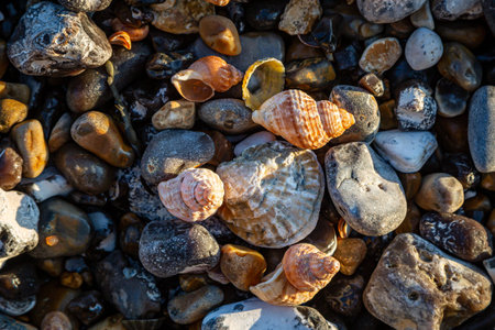Looking downs at shells and pebbles at the beach