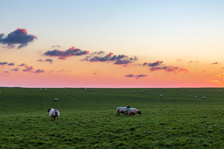 A flock of sheep in a field at sunsetの写真素材