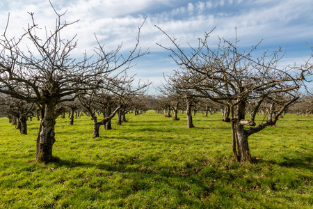 An apple orchard in winter, with rows of bare trees