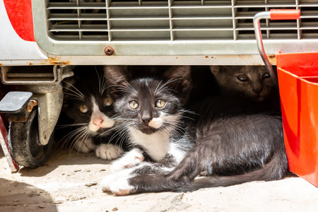 Stray kittens hiding under a cart, on the Island of Cyprusの写真素材