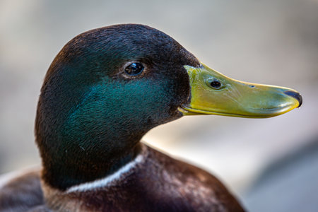 A close up of a mallard ducks head, with a shallow depth of fieldの写真素材