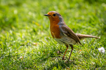 A Robin standing on a green lawn in springtime, with a shallow depth of fieldの写真素材