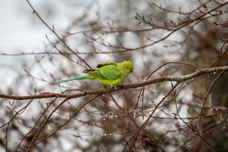 A colourful wild parakeet perched on a bare tree branch in a Surrey gardenの写真素材