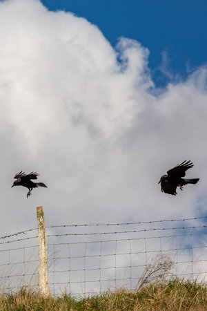 Crows in the Sussex countryside