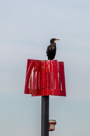 A shag perched on a post at Rye Harbour in Sussexの写真素材