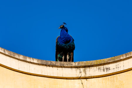Looking up at a male peacock perched on a wall, with a blue sky behindの写真素材