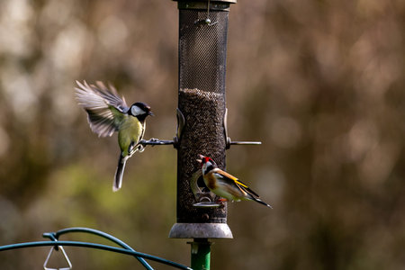 Conflict at a bird feeder with a goldfinch squawking at a great tit