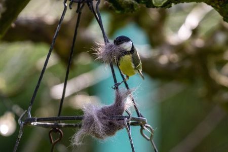 A great tit in springtime collecting cat fur that has been left out for nest buildingの写真素材