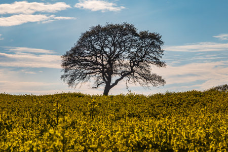 A tree in a field of canola crops, on a sunny spring dayの写真素材