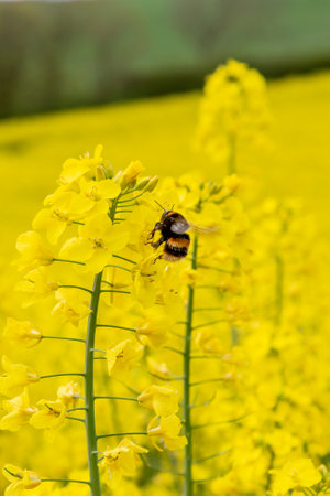 A bee and rapeseed crops, with a shallow depth of fieldの写真素材