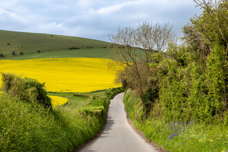 Looking along a country road in Sussex on a spring day, with a field of canola crops growing in the sunshineの写真素材