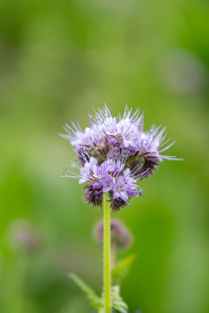 Pretty phacelia growing at the edge of farmland in the spring sunshineの写真素材