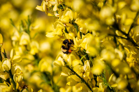 A bee with a visible pollen basket collecting pollen from a scotch broom plant in springtimeの写真素材