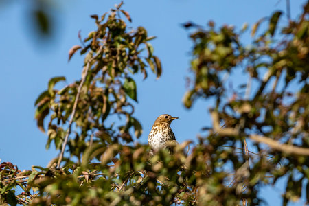 Looking up at a song thrush perched in a tree, on a sunny spring day
