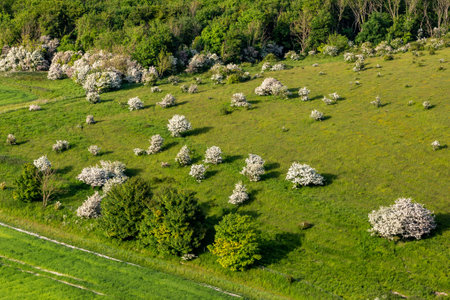 Looking down on hawthorn shrubs in bloom, from Firle Beacon in the South Downsの写真素材