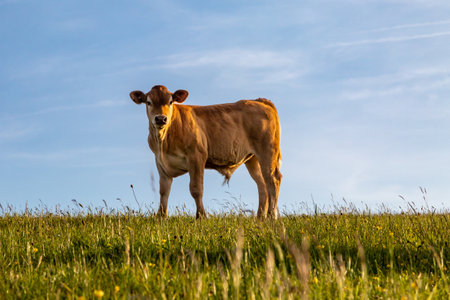 A brown bull on Firle Beacon in Sussex, on a sunny summer's eveningの写真素材