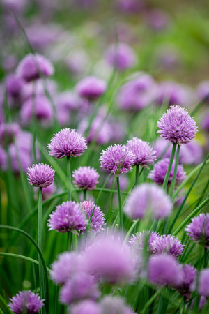 Allium schoenoprasum, commonly known as chives, in bloom in late spring